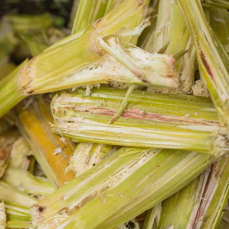 Sugarcane Bagasse