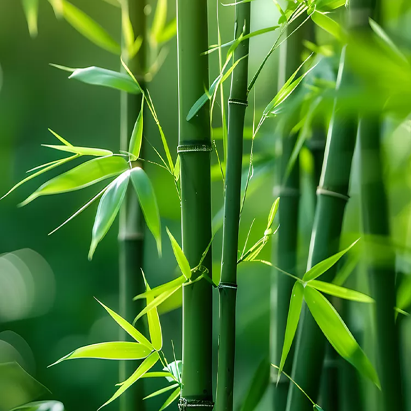 Bamboo
